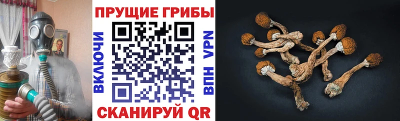 omg зеркало  Рассказово  Псилоцибиновые грибы Magic Shrooms 